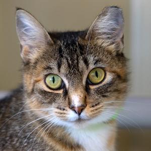 Close-up of a tabby cat with green eyes