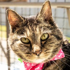 Isabella (Izzy), senior, available for adoption