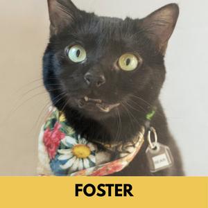 A black cat with green eyes wearing a floral bandana and a tag on its collar. The word 'FOSTER' is written in bold letters at the bottom of the image.