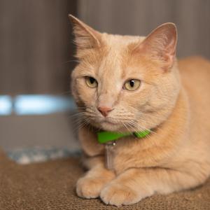 A ginger cat wearing a green collar, looking towards the camera.