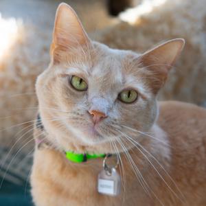 A close-up of a light orange cat with green eyes, wearing a green collar with a tag.