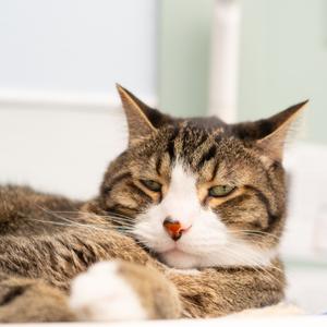 A close-up of a tabby cat with a white muzzle and chest, lying down with its eyes half-closed.