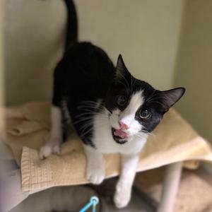 Hammy, available for adoption