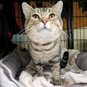 Fernando, adult, available for adoption