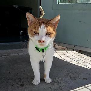 Baby, adult, available for adoption