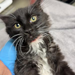 Gwen, kitten, available for adoption