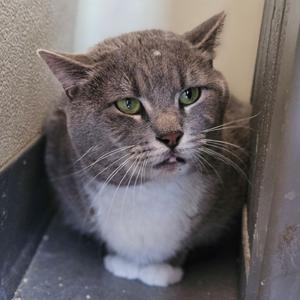 A gray and white cat with green eyes sitting in a corner