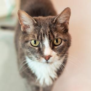 A close-up of a tabby cat with green eyes and a white chest, looking directly at the camera.
