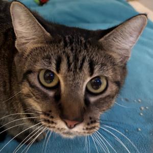 Ariel, adult, available for adoption