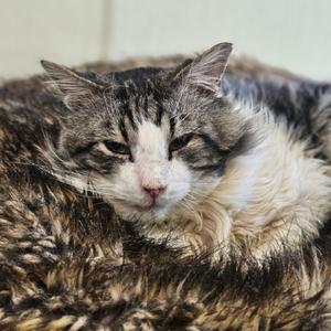 Donovan, adult, available for adoption