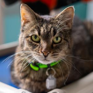 Franklin, senior, available for adoption