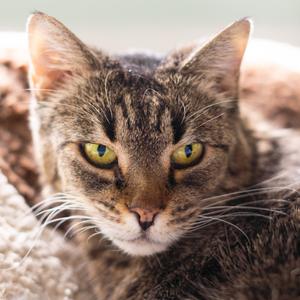 Franklin, senior, available for adoption
