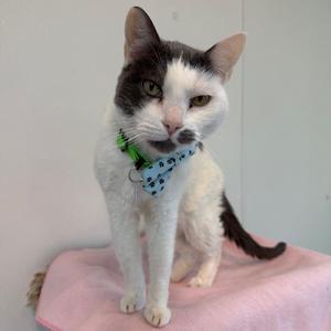 A black and white cat wearing a blue bandana with a green collar, sitting on a pink blanket.