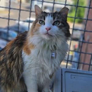 A fluffy calico cat with green eyes sitting on a balcony, looking directly at the camera.