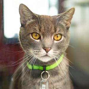 Joey, adult, available for adoption