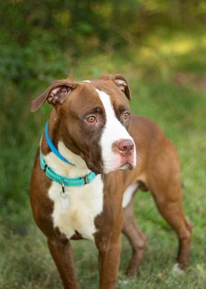 Creed, Mixed Breed, young, available for adoption