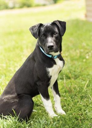 Arthur, Mixed Breed, young, available for adoption