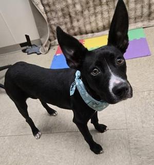 Balerion, Mixed Breed, young, available for adoption