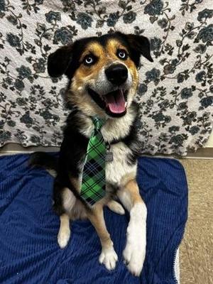 Bruno, Siberian Husky, adult, available for adoption