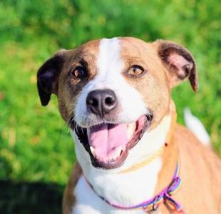 Biggby, Mixed Breed, adult, available for adoption