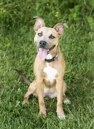 Castiel, Mixed Breed, puppy, available for adoption