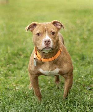 A brown dog with a white chest and an orange collar standing on grass.
