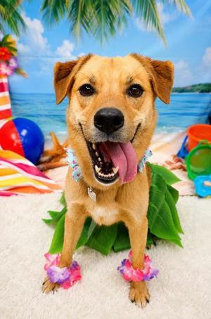 Biscuit, Mixed Breed, adult, available for adoption