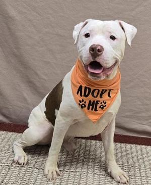 A white and brown dog wearing an orange bandana that says "ADOPT ME" with paw prints on it, sitting on a carpeted floor.