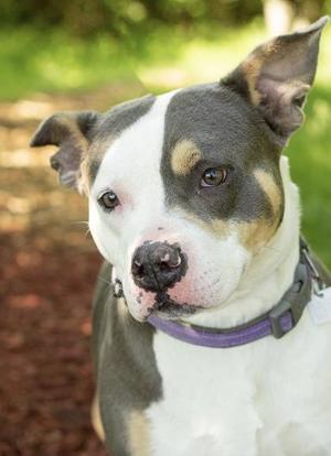 Adele, Mixed Breed, adult, available for adoption