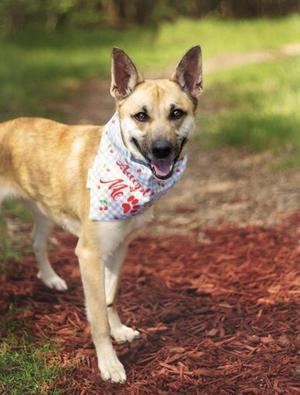A happy dog wearing a bandana with a red and white pattern, standing on a path covered in red mulch.