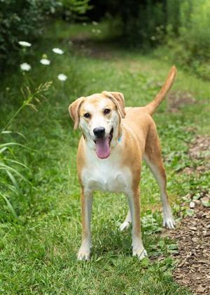 Ace, Mixed Breed, young, available for adoption