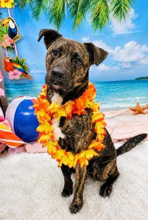 Artie, Mixed Breed, young, available for adoption