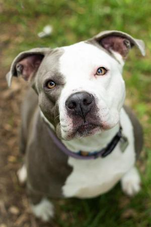 Blizzard, Mixed Breed, adult, available for adoption