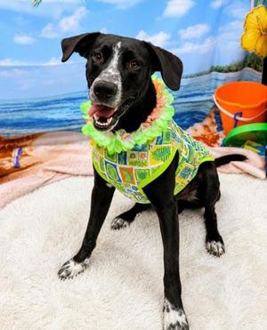 Axel, Mixed Breed, young, available for adoption