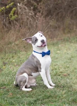 A gray and white dog wearing a blue bow tie, sitting on grass.