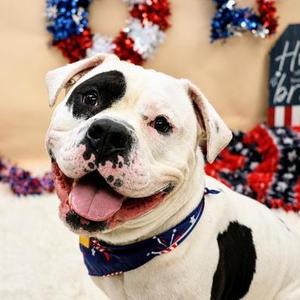 Biggie Cheese, Mixed Breed, adult, available for adoption