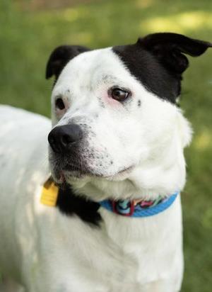 Dallas, Mixed Breed, adult, available for adoption