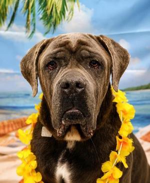 Butch, Mixed Breed, adult, available for adoption