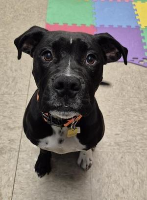 Dax, Mixed Breed, puppy, available for adoption
