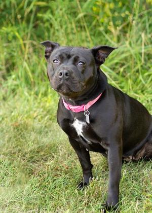 Brandy, Mixed Breed, young, available for adoption