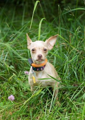Charity- In Foster Home, Chihuahua, adult, available for adoption