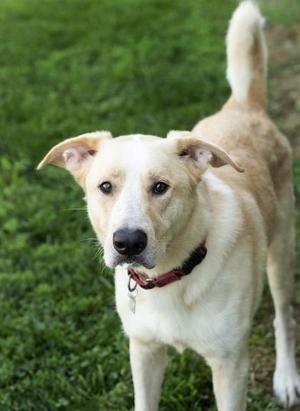 Aaron, Mixed Breed, adult, available for adoption