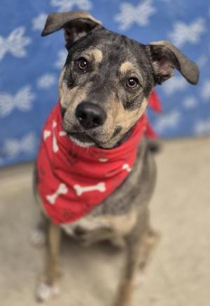 Cash, Mixed Breed, young, available for adoption