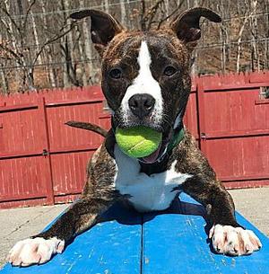 Bucky, Pit Bull Terrier, senior, available for adoption