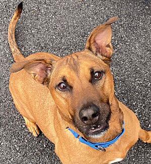 Katia, Rhodesian Ridgeback, senior, available for adoption