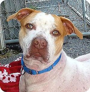 Wallace, Pit Bull Terrier, senior, available for adoption
