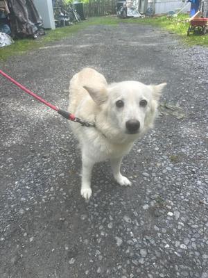 A light-colored dog with floppy ears stands on a gravel path, attached to a red leash.