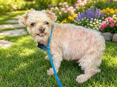 Eugene, Bichon Frise, senior, available for adoption