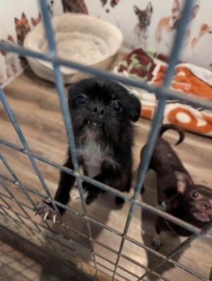 Kiki, Brussels Griffon / Chihuahua, adult, available for adoption