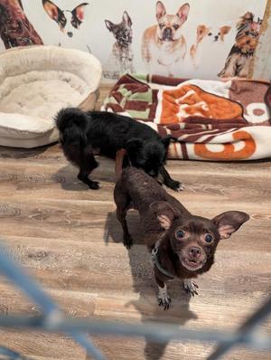 Lupita, Chihuahua, senior, available for adoption